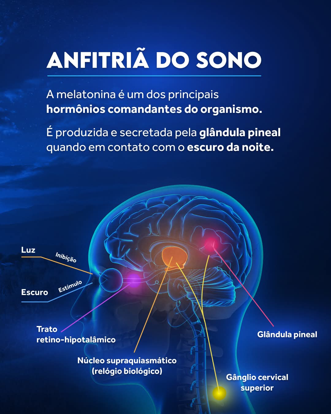 Melatonina Puravida - 20ml - Imagem 4